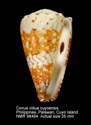 Conus vidua cuyoensis (4).jpg - Conus vidua cuyoensis Lorenz & Barbier,2012